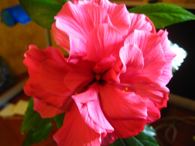 IMG_0464 - hibiscus