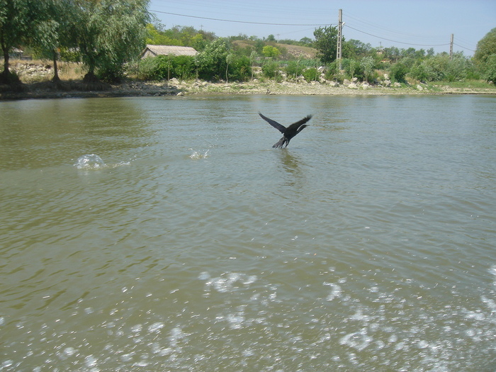 Delta - viata in delta-prepararea borsului de peste