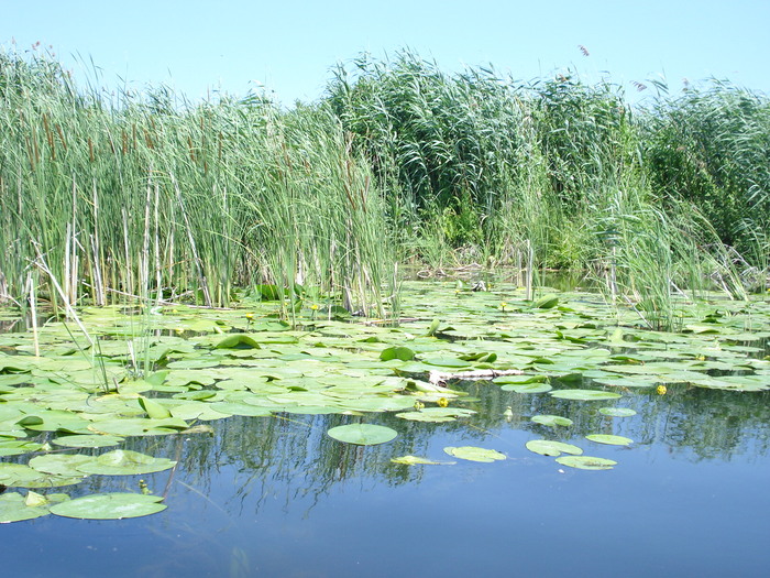 Delta - viata in delta-prepararea borsului de peste