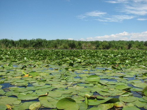 Delta - viata in delta-prepararea borsului de peste