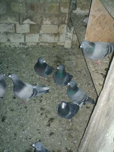 Copy (2) of ionut 008