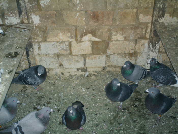 Copy (2) of ionut 010