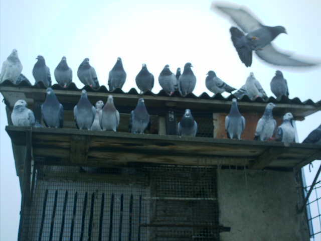 Copy (2) of ionut 041