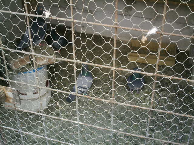 Copy (2) of ionut 043