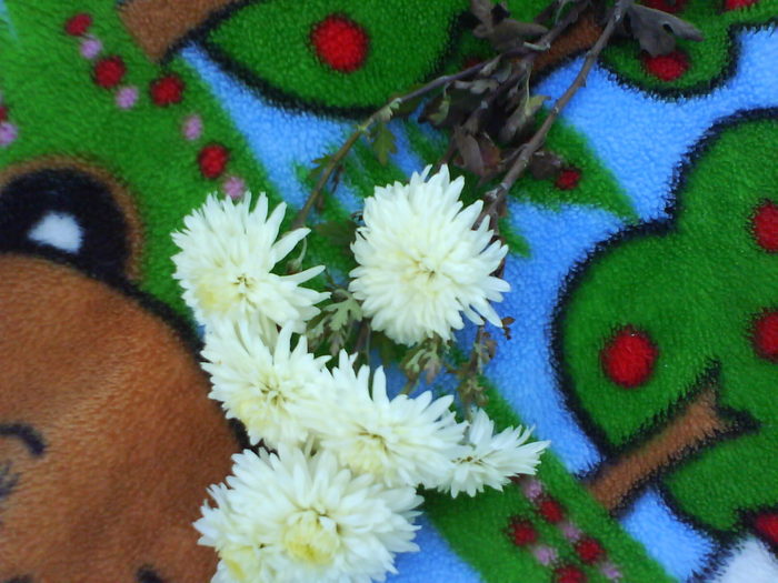 DSC03484 - crizanteme de gradina -de vanzare