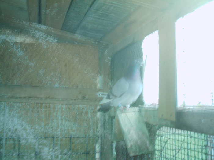 Copy (2) of ionut 056