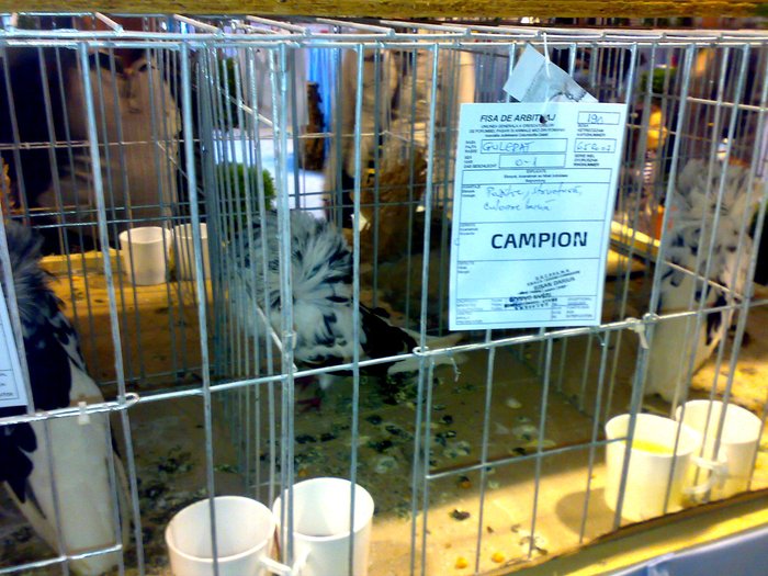 Gulerat Campion