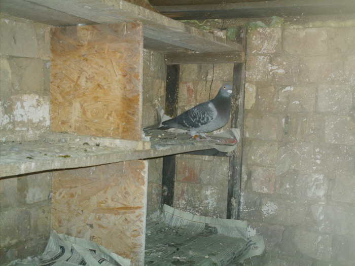 Copy (2) of ionut 064