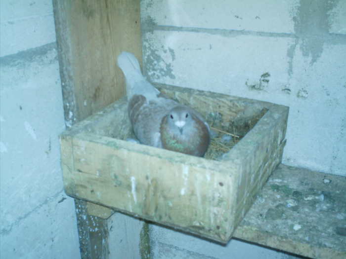 Copy (2) of ionut 067