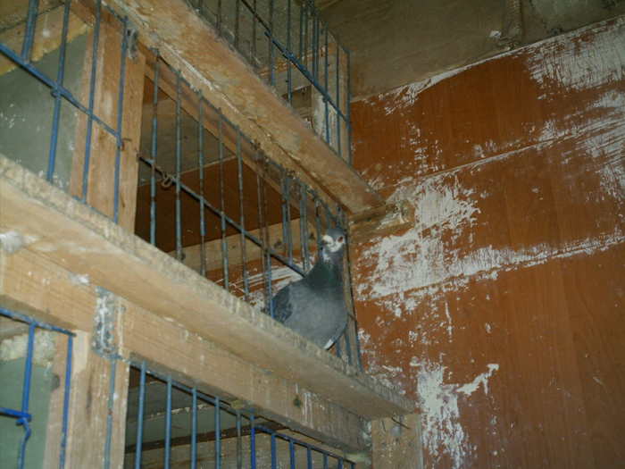 Copy (2) of ionut 069