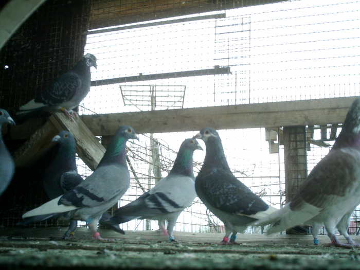 Copy (2) of ionut 070