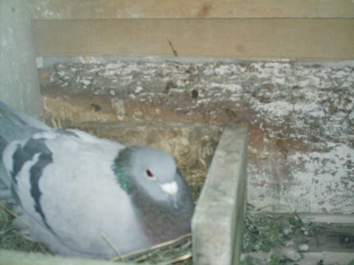 Copy (2) of ionut 073