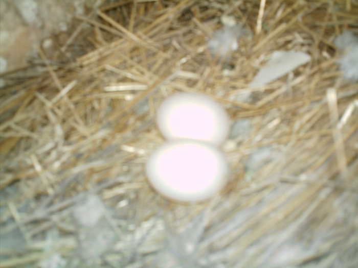 Copy (2) of ionut 074