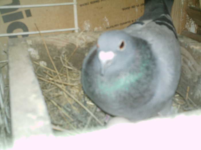 Copy (2) of ionut 075