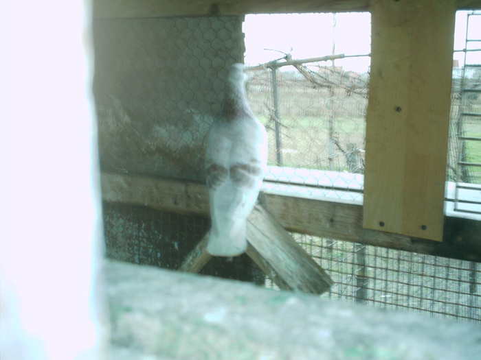 Copy (2) of ionut 076