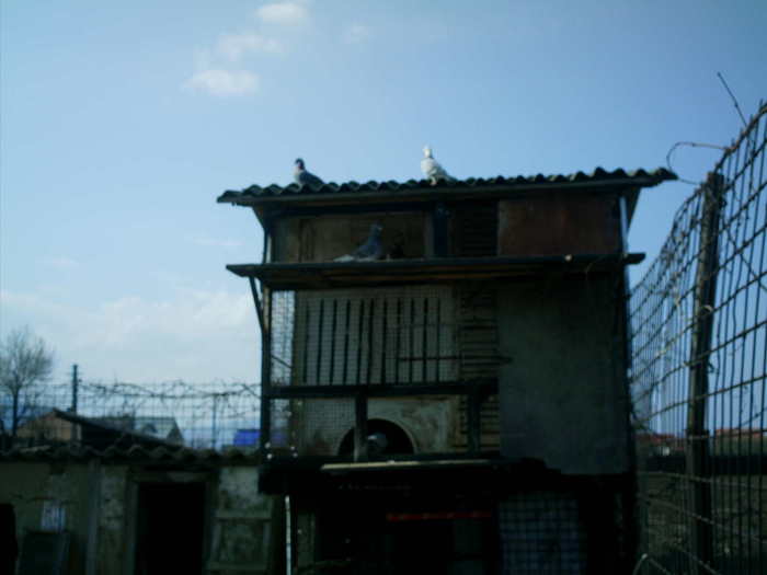 Copy (2) of ionut 091