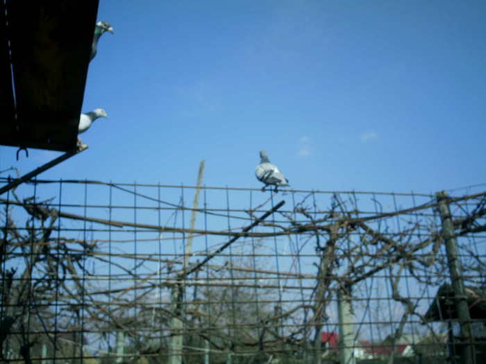 Copy (2) of ionut 104