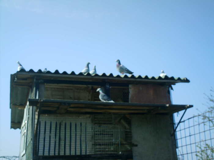 Copy (2) of ionut 105