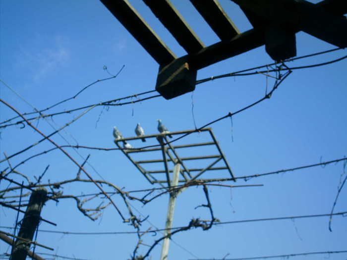 Copy (2) of ionut 106