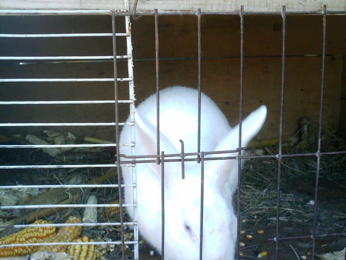 Copy (2) of ionut 107