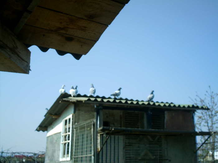 Copy (2) of ionut 108