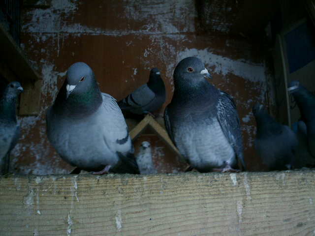 Copy (3) of ionut 001