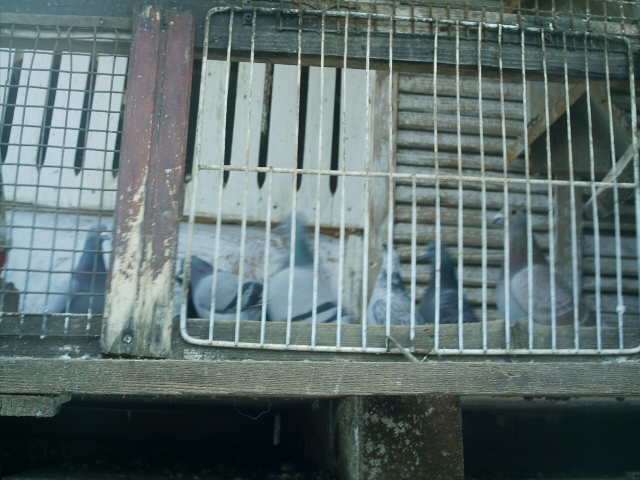 Copy (3) of ionut 002