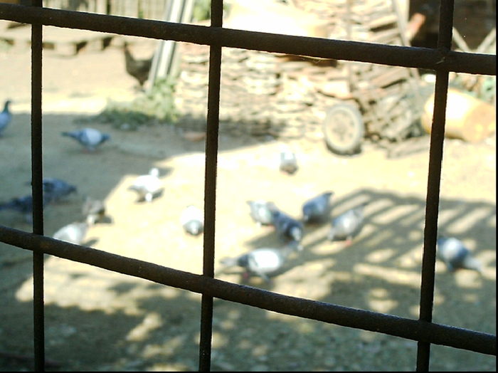 Copy (3) of ionut 004