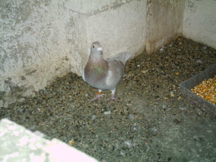 Copy (3) of ionut 012