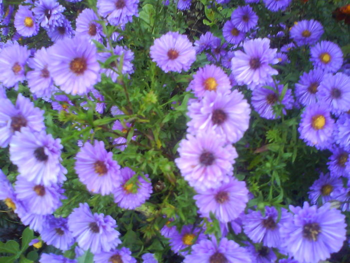 DSC03409 - aster