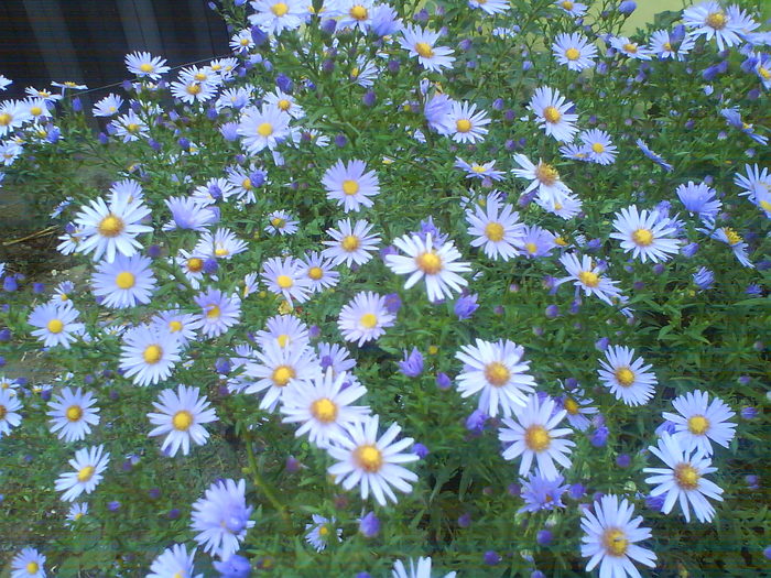 DSC03411 - aster