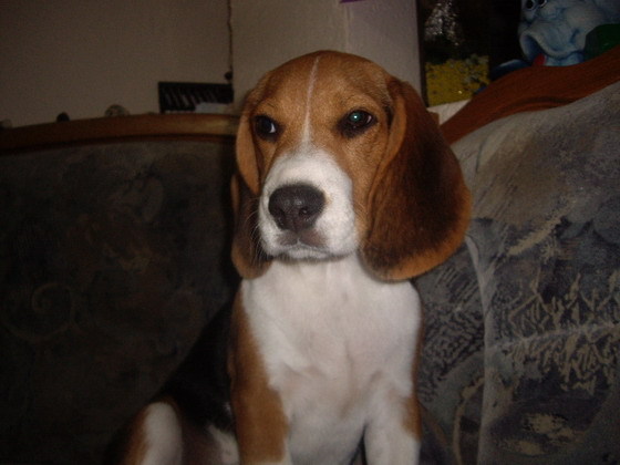 Kia - beagle