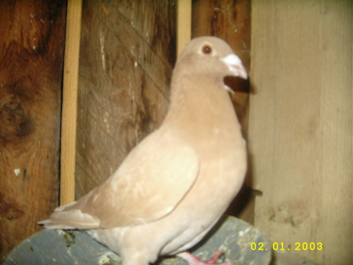 1 - Porumbei vara 2010