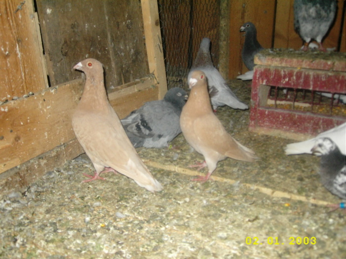 vbbv - Porumbei vara 2010