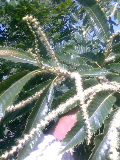 Imagine0355; Castanul a inflorit frumos dar noptile reci = productie NIMIC
