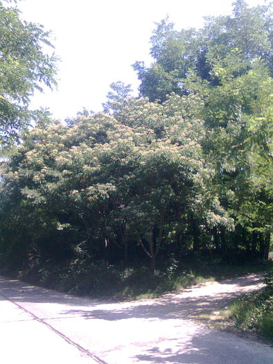 Imagine0435; Evodia inflorita la Dealu'-Popii, Faget. Pacat ca-s doar cativa copaci.
