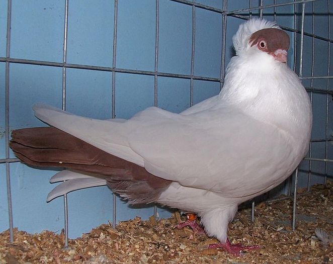 756px-Crested_helmet_pigeon - rase de porumbei