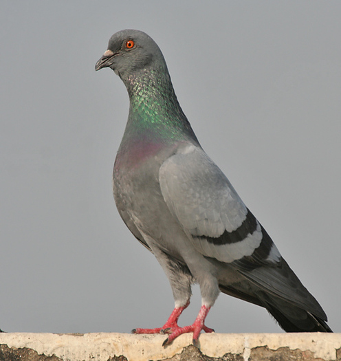 Blue_Rock_Pigeon_(Columba_livia)_in_Kolkata_I_IMG_9762