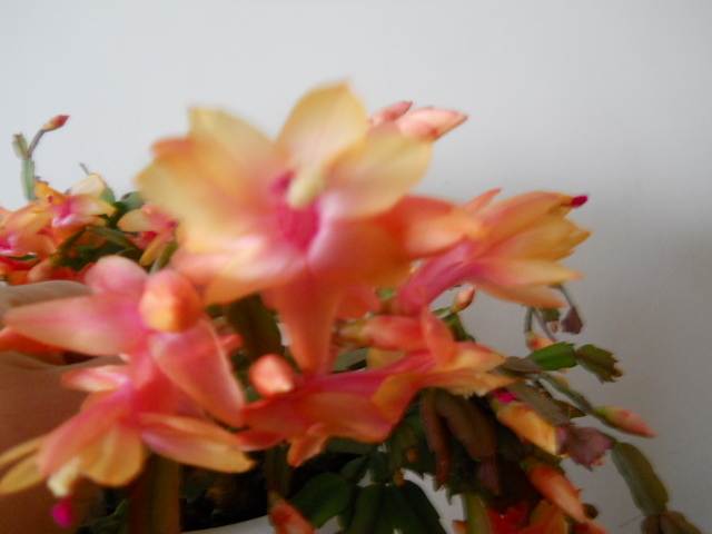 004 - schlumbergera