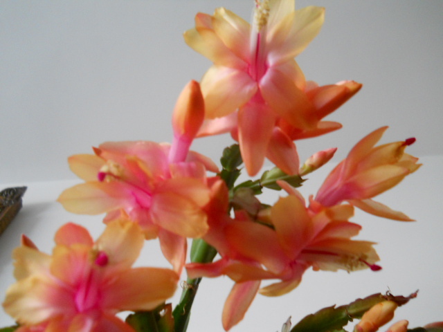 005 - schlumbergera