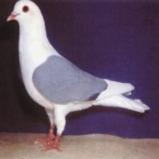 Thüringer_Schildtaube