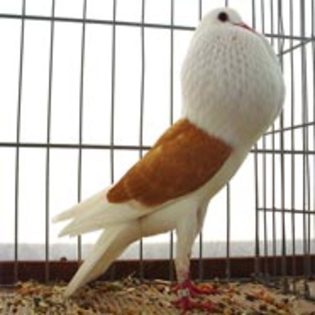 Voorburger_Schildkröpfer_gelb