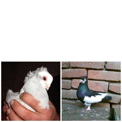 jucatori baltati de arad