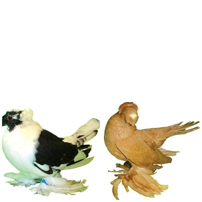 jucatori de bucovina