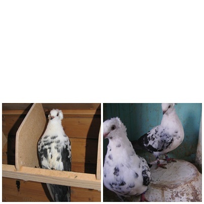 jucatori de timisoara