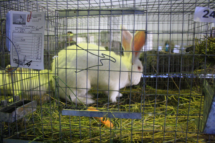 nu pot nici nevoile sa mi le fac