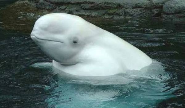 whale-beluga-surfaced - poze2