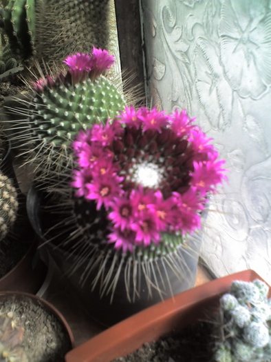 Mammillaria spinossisima - Cactusi -suculente