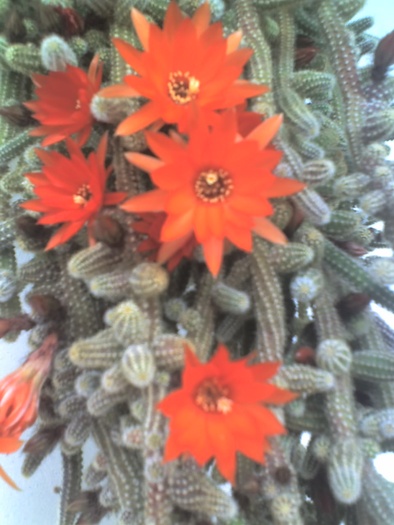 04-05-08_1157 - Cactusi -suculente