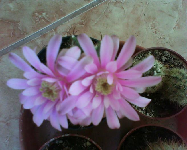 Gymnocalycium - Cactusi -suculente